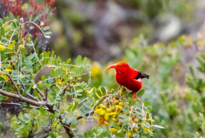 Birdwatching Private Tour