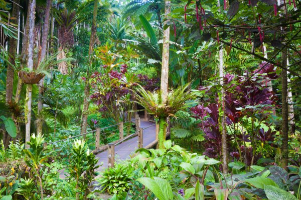 Hawaii Tropical Botanical Garden