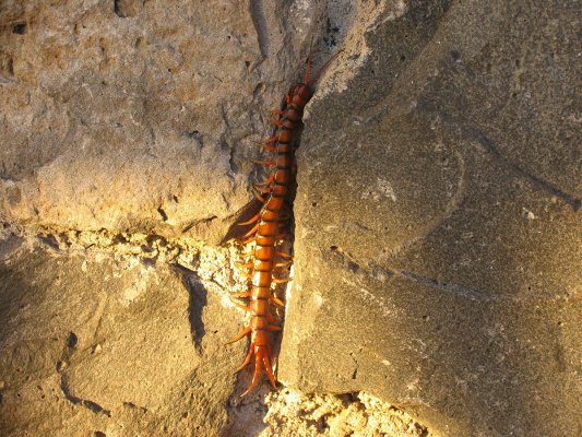 Hawaii Centipede