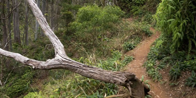 Central Oahu Hiking Trails