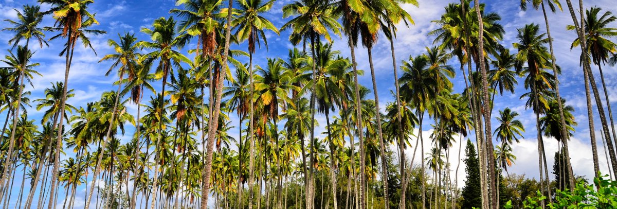 Coconut Grove (Coco Palms)