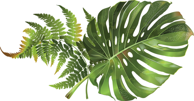 Connect Authentically in Hawaii