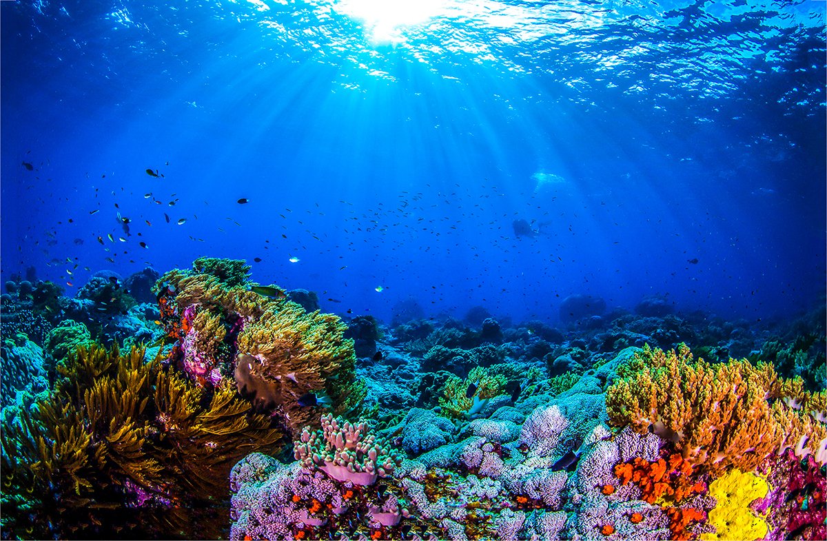Coral reef in Hawaii waters Tile Image