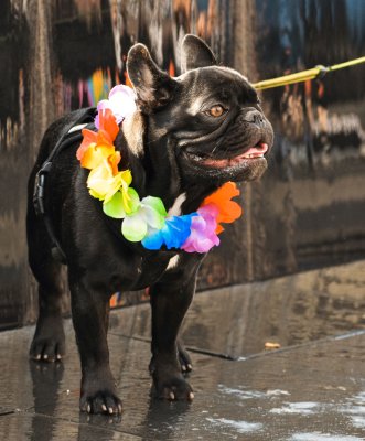 A dog with a Hawaiian Lei necklace to represent Lei Day a Hawaiian celebration and holiday to attend