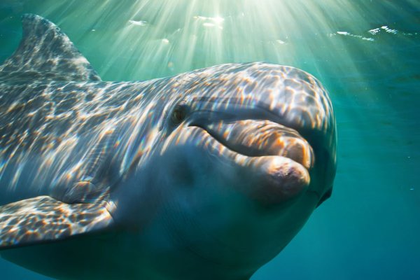 Swim with Dolphins on Big Island Tile Image