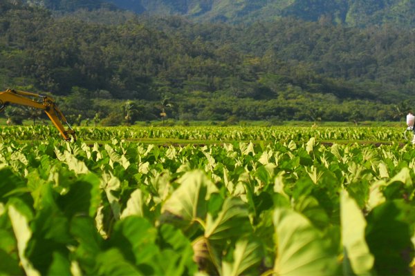 Farm to Table Oahu Tile Image