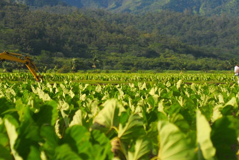 Farm to Table Oahu