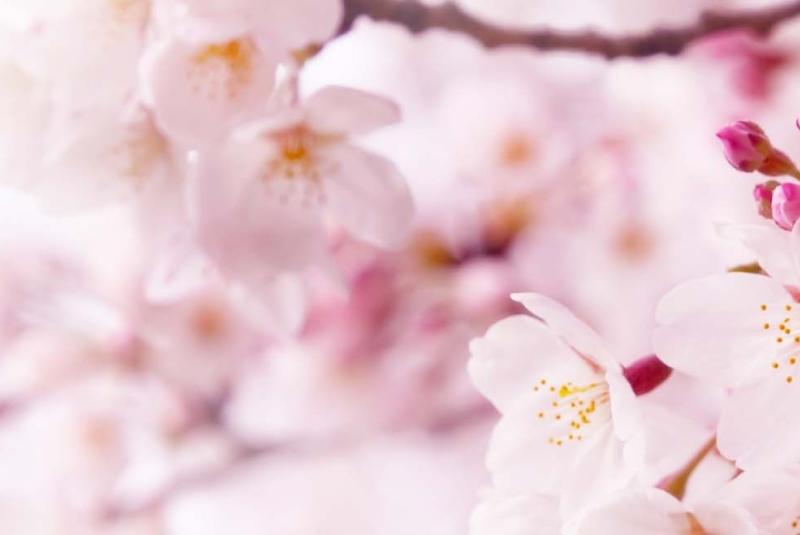 Big Island Events in February