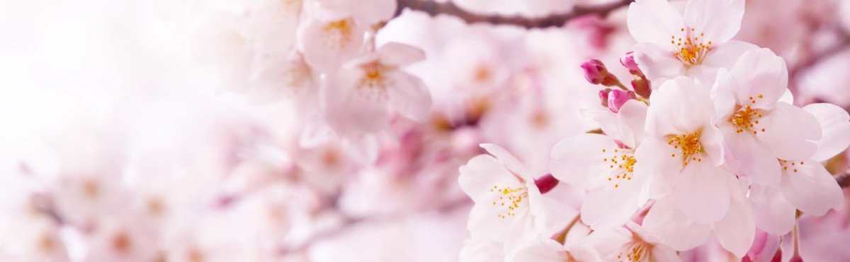 Big Island Events in February 2026 Tile Image