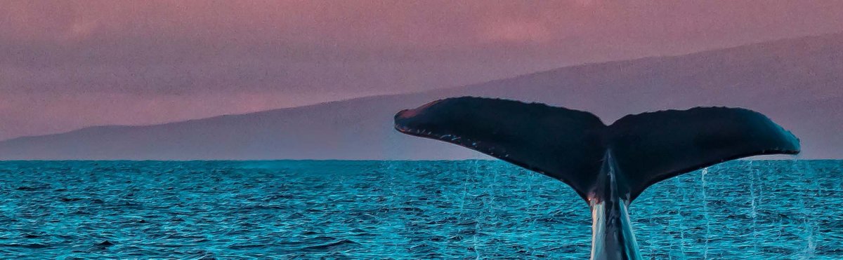 Maui Events in February 2026 Tile Image