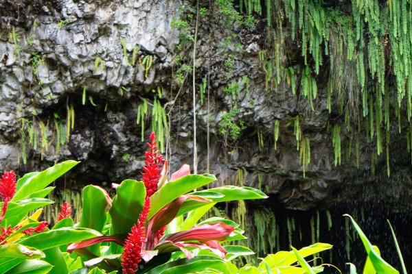 Fern Grotto on Wailua River Tile Image