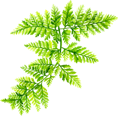 Hawaii Fern - Travel Planning Tips