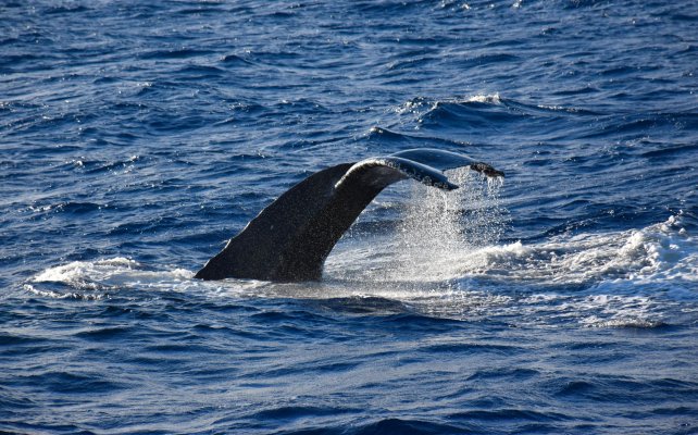 Fish swimming in the water that can be seen on sunset cruises in Maui