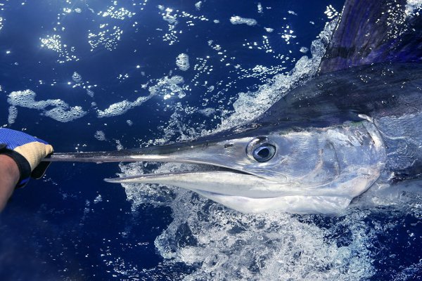 Explore with Fish Maui Tile Image