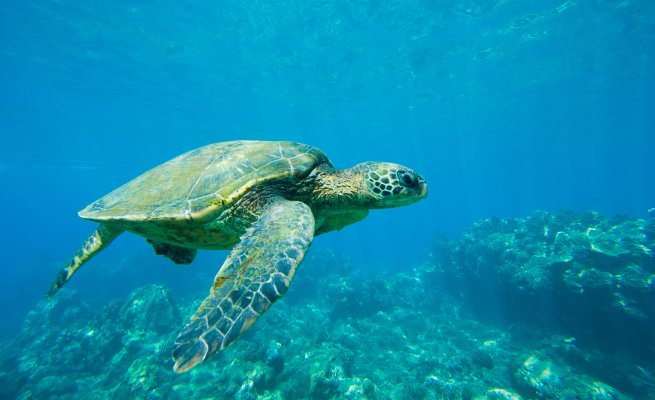 Green Sea Turtle