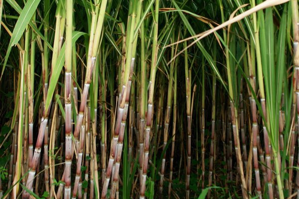 Grove Farm Homestead Museum Tile Image