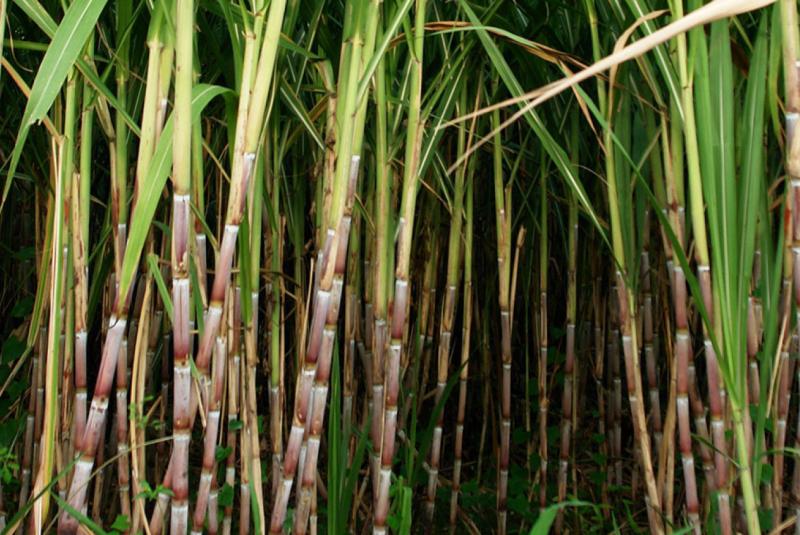 Grove Farm Homestead Museum