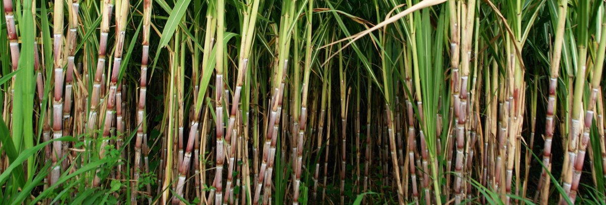 Grove Farm Homestead Museum