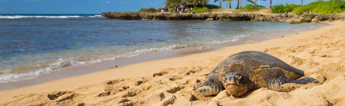 Hale'iwa Ali'i Beach Park