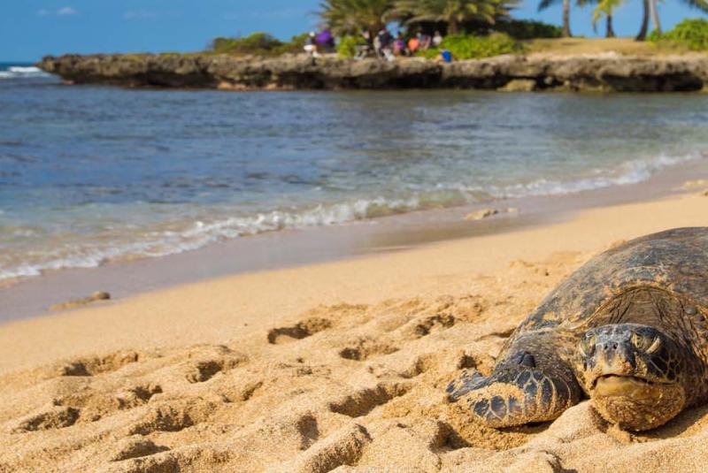 Hale’iwa Ali’i Beach Park