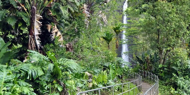 North Hamakua Hiking Trails