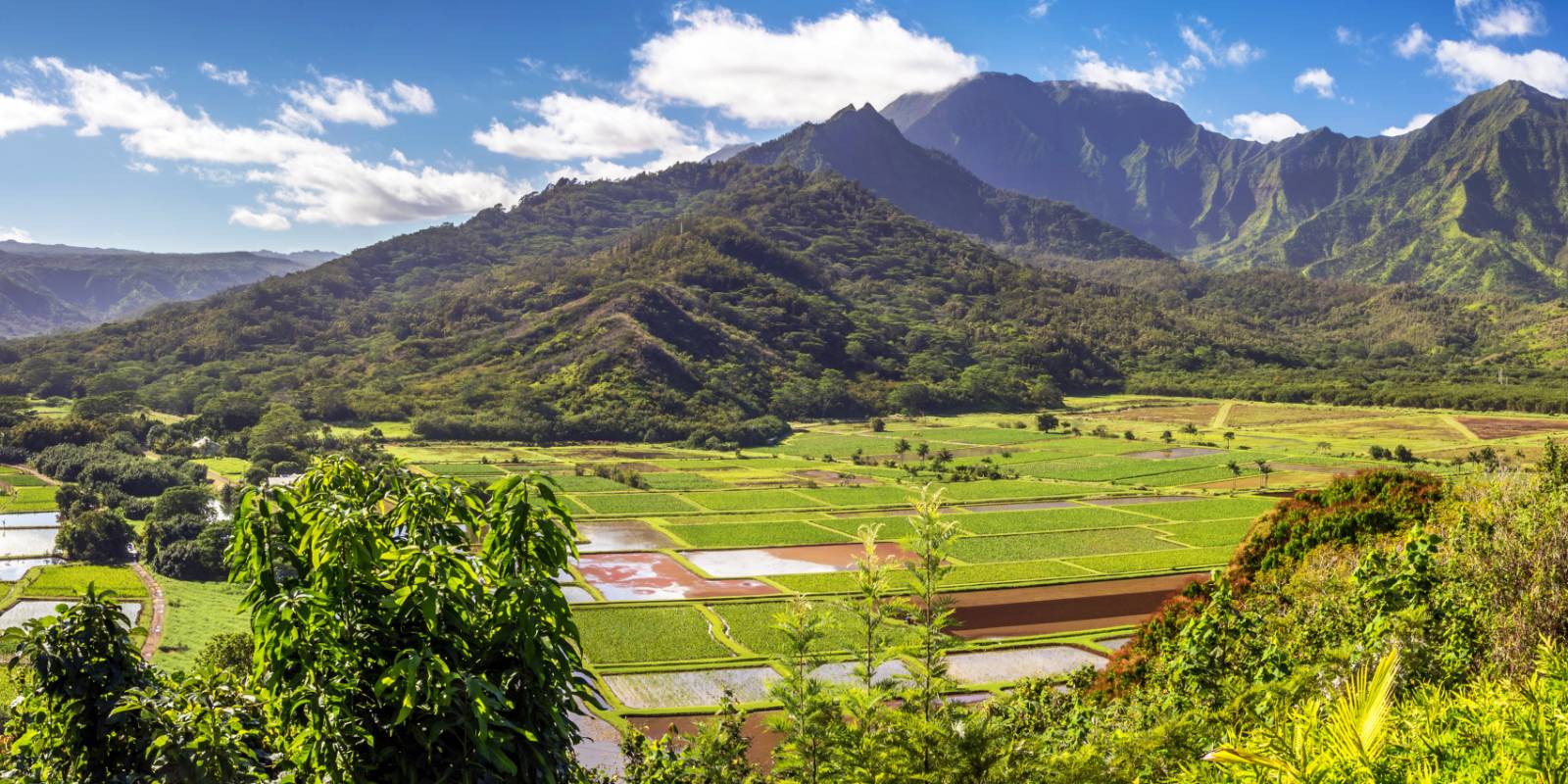 The green taro fields of Hanalei valley on Kauai, framed by steep ridges