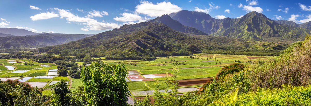Hanalei Valley taro fields with mountains and waterfalls on Kauai Tile Image