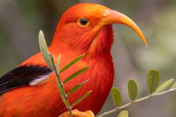 Hawaii Birds Tile Image