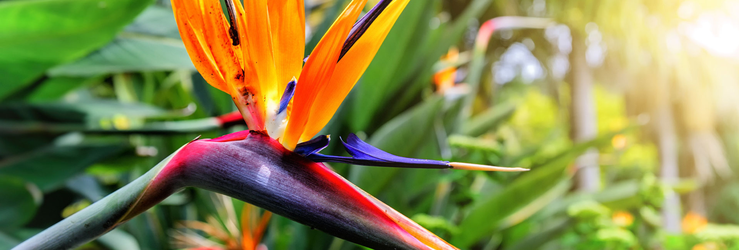 Hawaii Budget Travel - Plan a Trip on a budget