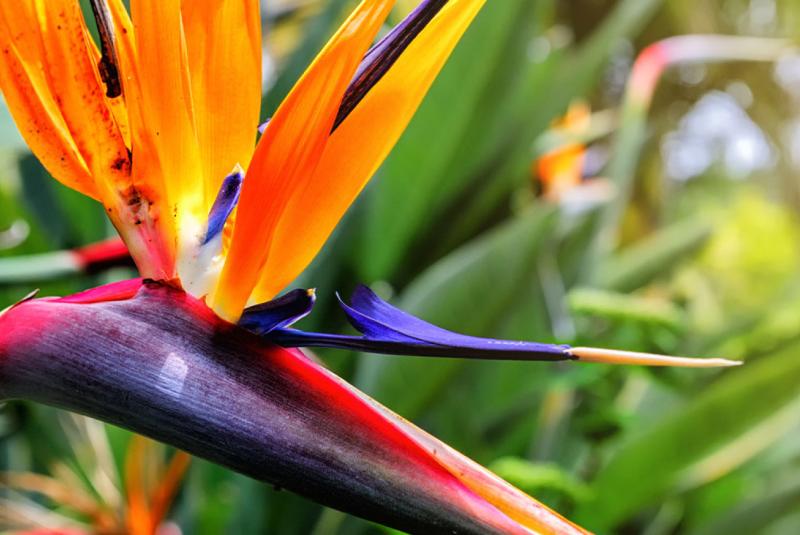 HawaiiGuide Plus & Premium