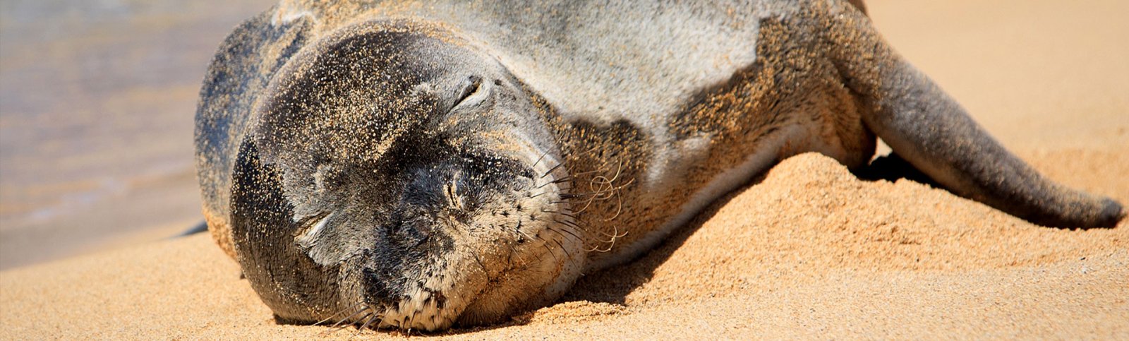 Hawaii Monk Seal