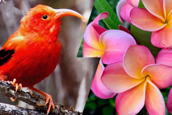 Hawaii Plants and Animals Tile Image