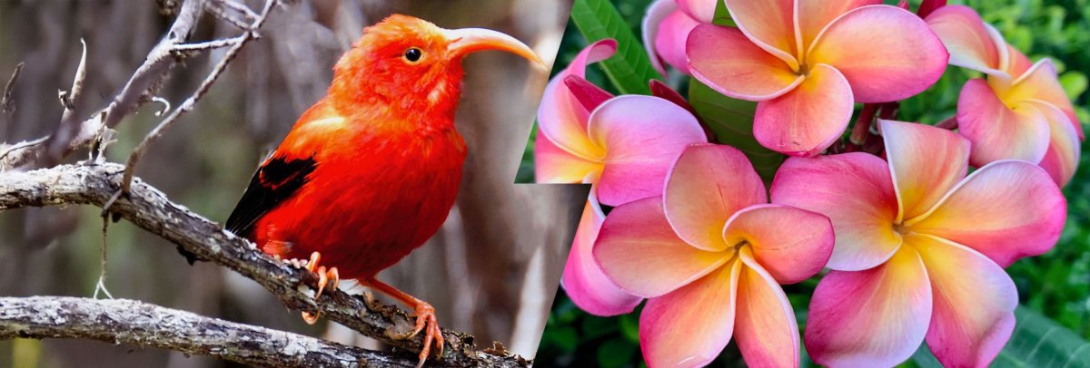 History & Information on Hawaii's Diverse Plants and Animals