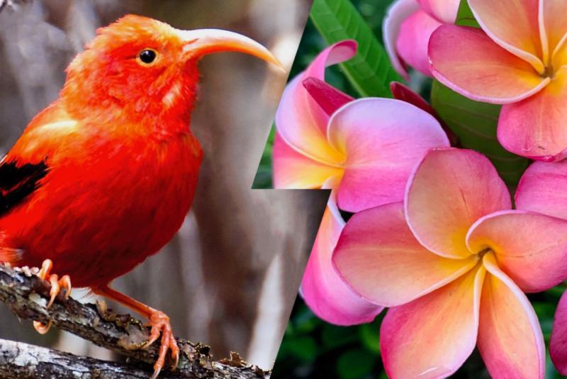 Hawaii Plants and Animals