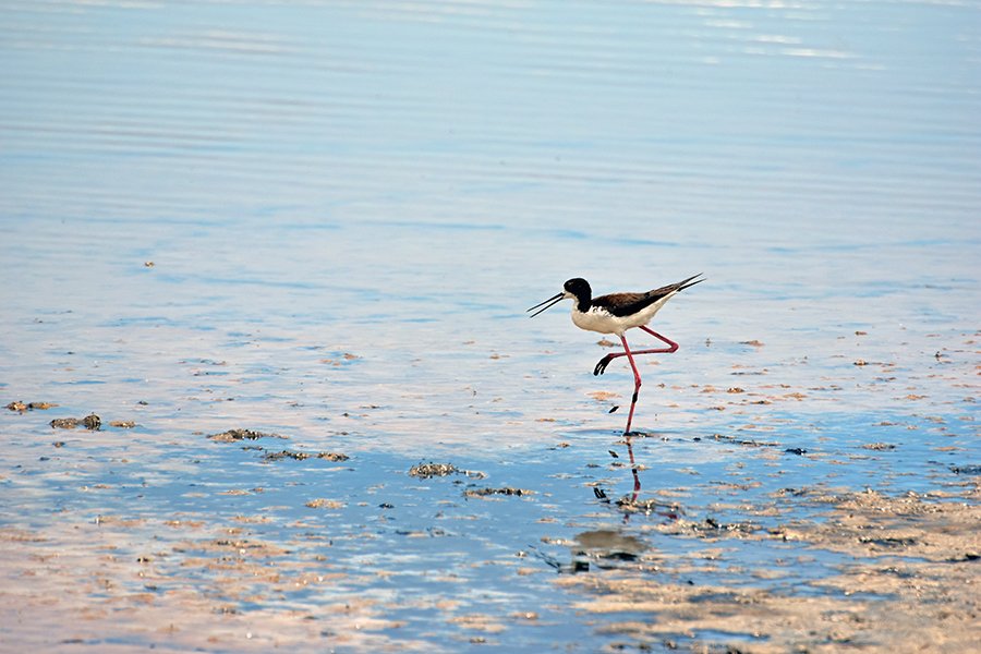 A Hawaiian black-necked stilt (Hawaiian stilt (Himantopus mexicanus knudseni) foraging for food in a bird sanctuary in Maui.