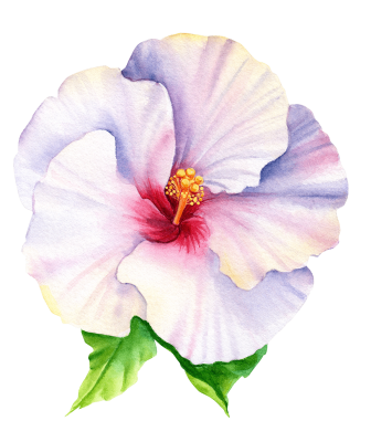 Hibiscus Flower - First Time Visitors