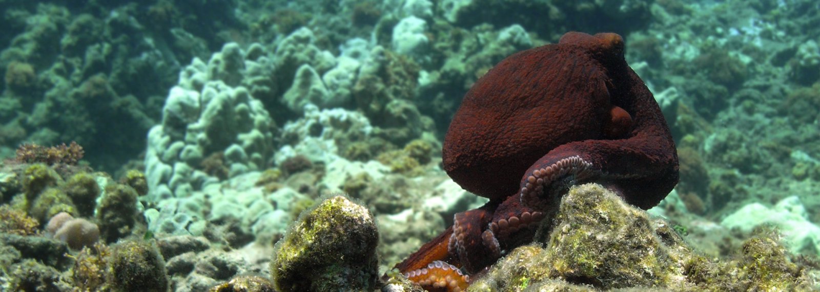 Octopus at Honolua Bay 