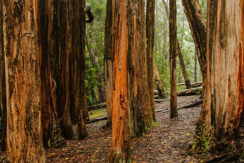 Hosmer Grove Loop Trail