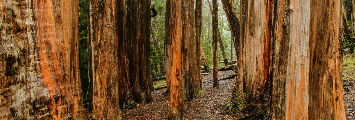Hosmer Grove Loop Trail