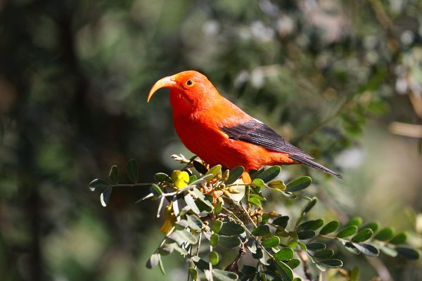 Iiwi Bird