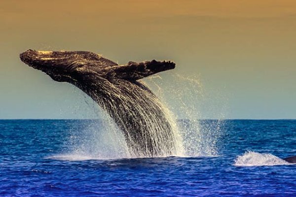 Whale Watching Tours Tile Image