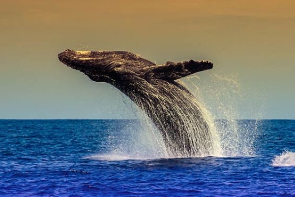 Visiting Hawaii in January Tile Image