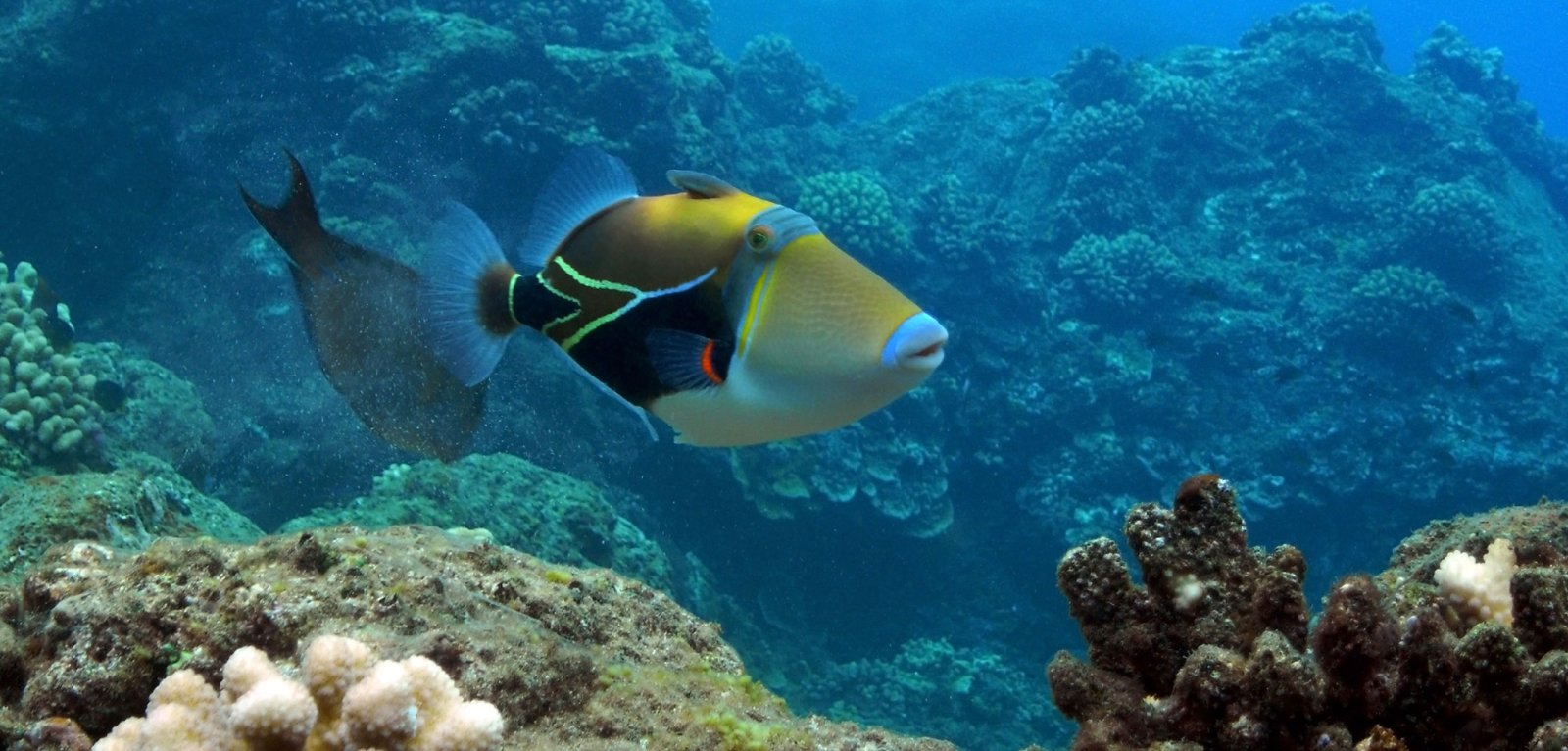 Humuhumunukunukuapua'a (Trigger Fish)