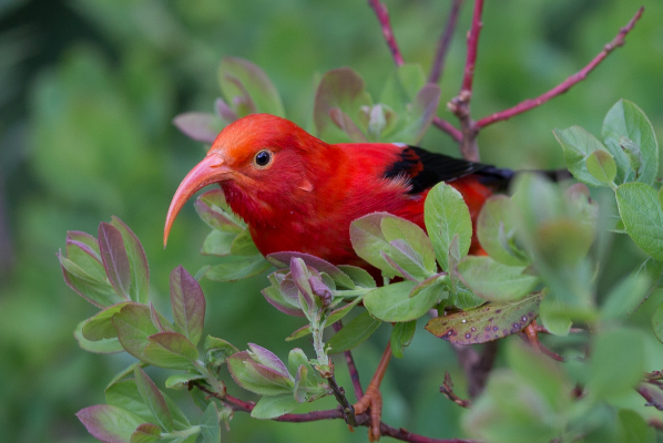 I'iwi in Hawaii