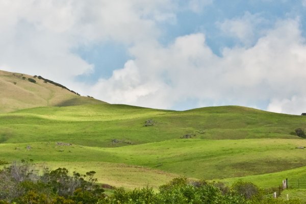 Waimea or Kamuela Town Tile Image