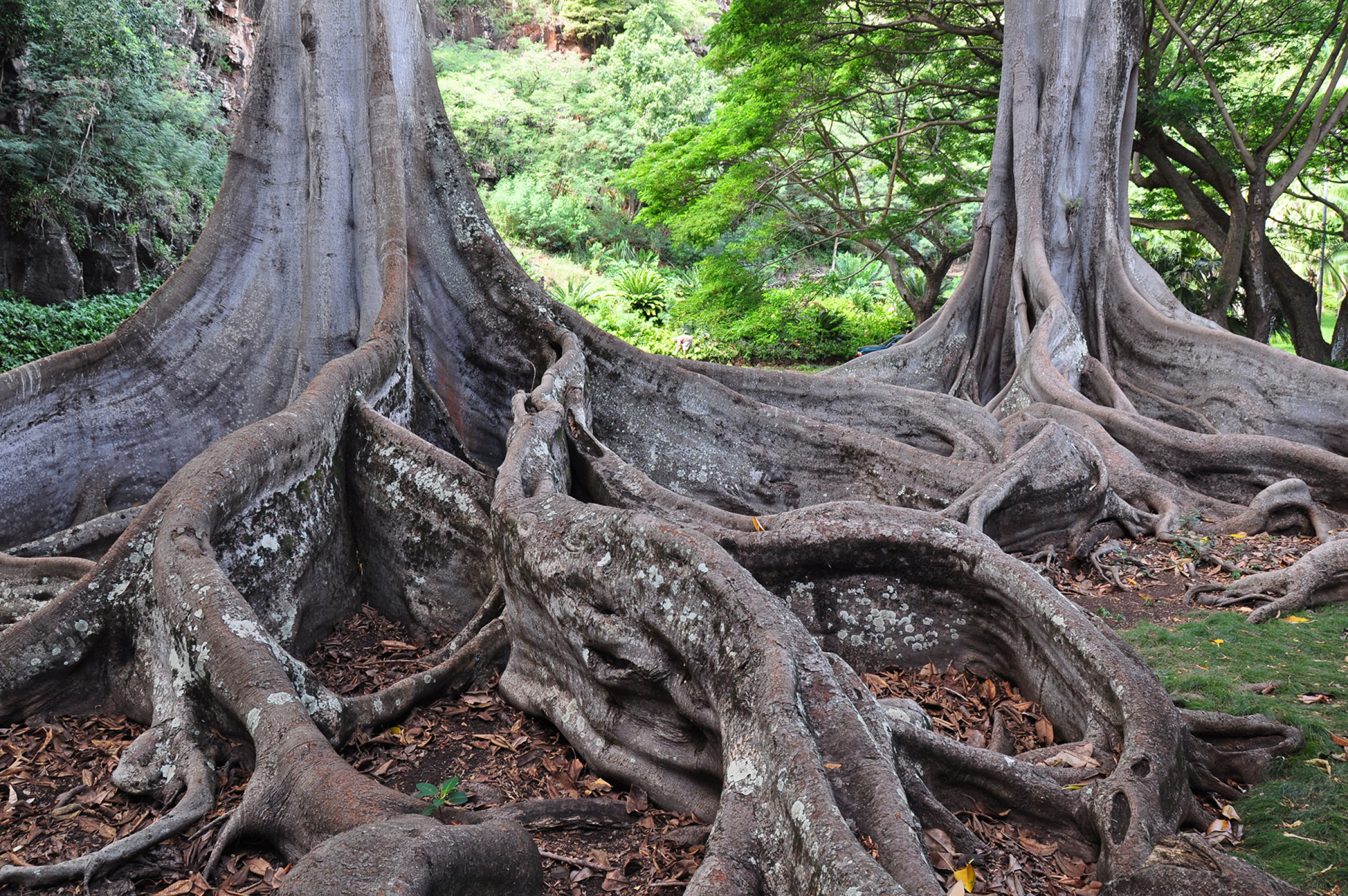 Best Gardens & Arboretums To Visit & See | Kauai Hawaii
