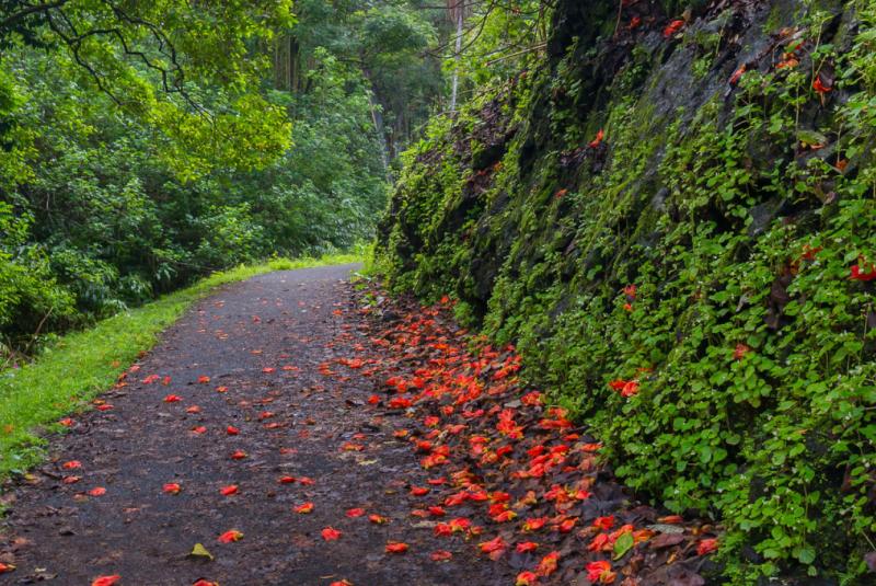 Ke’anae Arboretum