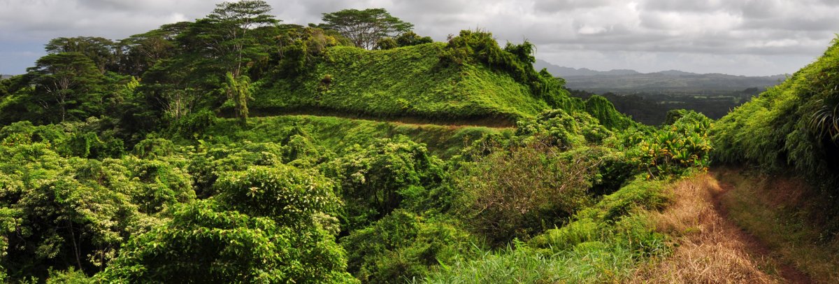 Kuilau Ridge Trail