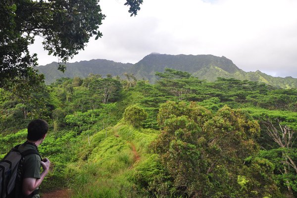 Kuilau Ridge Trail Tile Image
