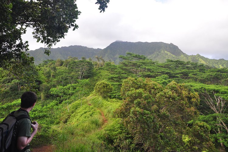 Kuilau Ridge Trail Image